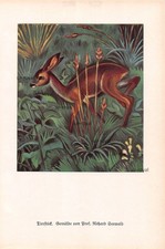 Tierstück - Richard Seewald - 1926 - Historischer Kunstdruck ~16x25cm