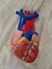 Anatomie Modell Herz Kardiologie Medizin Studium reale Größe von LBYLYH 