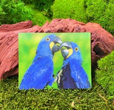 Hyazinth Ara Blauara Papagei