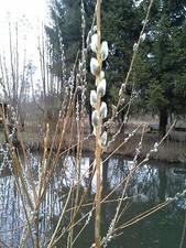 50  Stück Weidenstecklinge  Palmkätzchen Basteln Garten Zäune Heckenpflanze