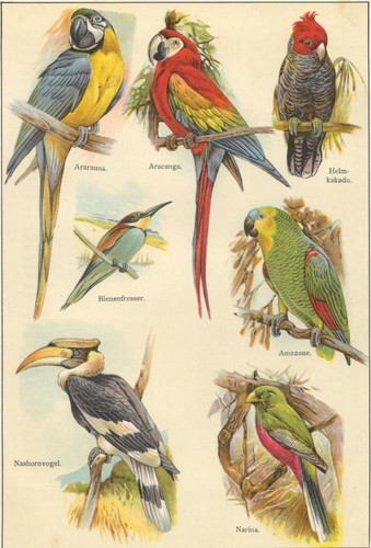 Ararauna aracanga - ararauna,,