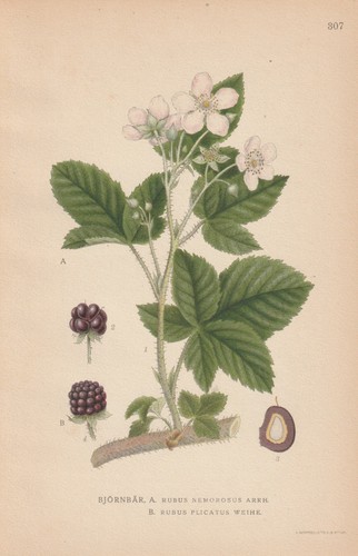 Falten brombeere rubus - falten-brombeere, (rubus