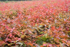 10st. Roteiche 50-80cm  Quercus rubra Laubgehölze Forstpflanzen Wurzelware