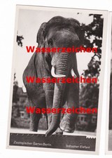 Berlin, Zoologischer Garten, Indischer Elefant, Ansichtskarte 