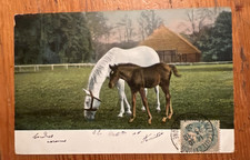 Pferdepostkarte AK Postkarte Pferd Araber antik Marbach