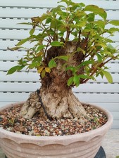 Bonsai Weigela