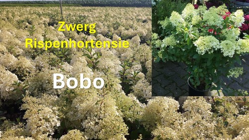 Rarität hydrangea bobo l - hydrangea,