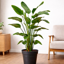 Strelitzia nicolai 140 - strelitzia,