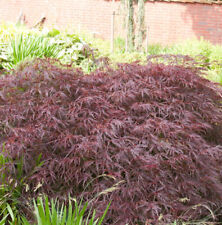 Dunkelroter Schlitz Ahorn Garnet 25-30cm - Acer palmatum