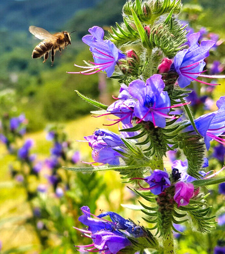 700 samen natternkopf - natternkopf, echium
