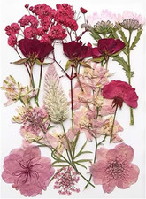 Gepresste Blumen Getrocknete