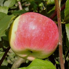 Jakob Fischer Apfelbaum histor.  robuster Herbstapfel Busch Halbstamm Hochstamm