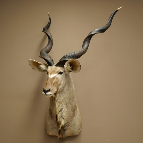 Kudu kopf hörner - kudu,