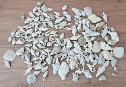 Riesen schnecken korallen - schnecken,