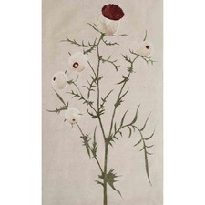 Farbholzschnitt Hans Ott Distel Blüte feines Japan Ende 1950er Jahre signiert