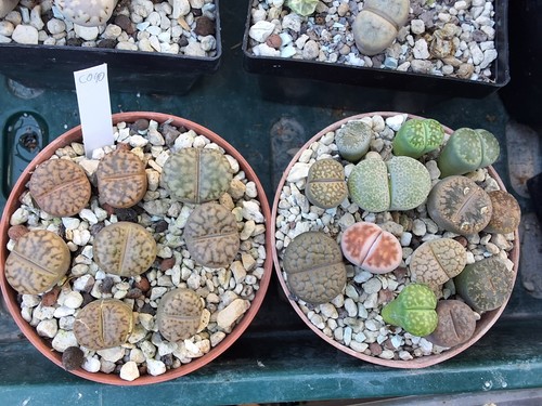 Lithops lebende steine bunte - lithops,