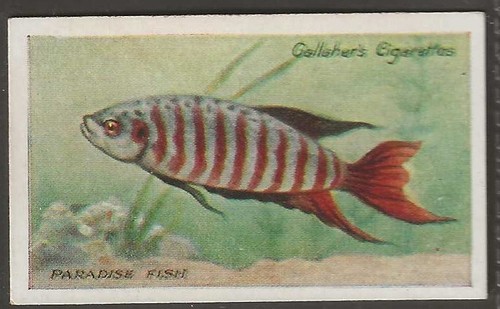 Galaher das zooaquarium 1924 - galaher,