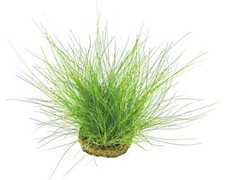 Nadelsimse - Eleocharis acicularis
