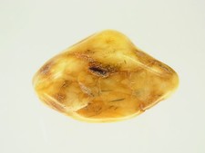 Schöner Butterscotch Amber