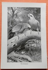 Amazonen Papagei  Druck 1902 Wilhelm Kuhnert Ornithologie 