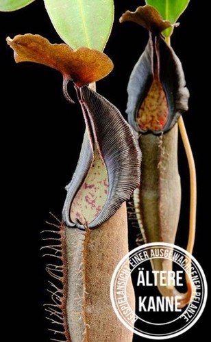 Nepenthes lingulata 3463 - nepenthes,