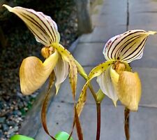 Paphiopedilum  Species  ´Black Stripes´ NEW Top Select Orchidee Orchideen