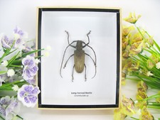 Long horned beetle - beetle,