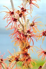 Hamamelis intermedialis 'Jelena' / Zaubernuss Jelena