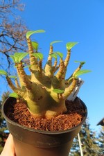Adenium obesum Wüstenrose Caudex verzweigt Baobab Nr 11