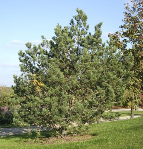 Waldkiefer 100 125cm - 100-125cm,