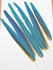 6 Stk .56-40 cm Vogelfedern
