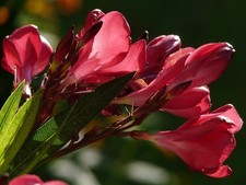 Oleander Stecklinge dunkelrot winterharte Pflanzen Blumen für den Garten Deko