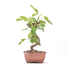 Bonsai essfeige ficus carica - bonsai,