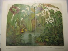 Insektenfresser,Schmarotzer u 7 Stück Original Lithos,Chromlithographien um 1905