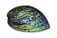 ✦Originalfoto✦ Natürliche