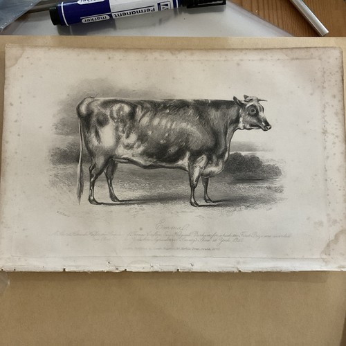 Farm print 1845 - emma,