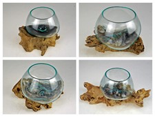 Holzwurzel Kaffeebaum Teak