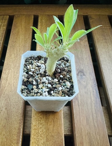 Pachypodium saundersii - , ||
