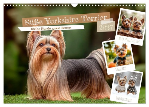 Süße yorkshire terrier - yorkshire,
