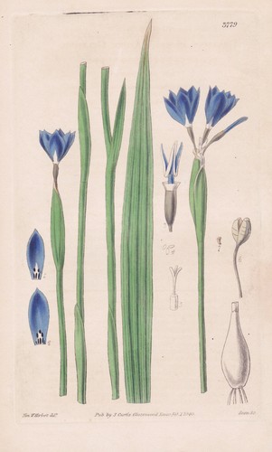 Gelasine azurea uruguay - gelasine,