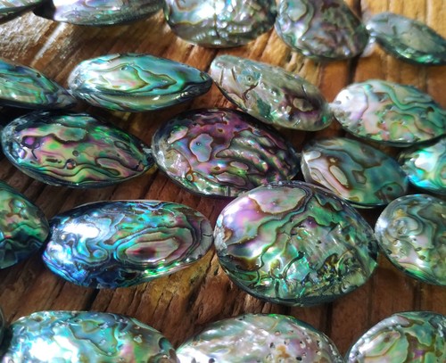 Abalone kleine ganze - 😏,