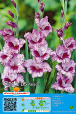 @//(◕‿◕)\@ Gladiolus -