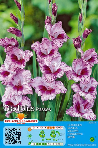 Gladiole passos gladiolus - passos,