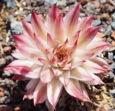 Sempervivum saxon 1 rosette - "saxon",