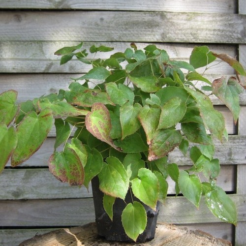 Elfenblume epimedium perral - epimedium, x