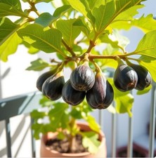 2x winterharte Schwarze Feigen