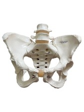 3B Scientific Anatomisches