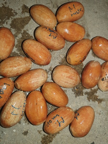 Macrozamia moorei seeds - macrozamia, 4