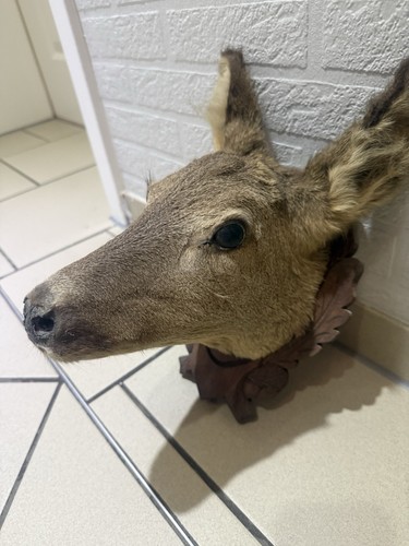 Rehbock kopf präparat reh - rehbock, präparat,