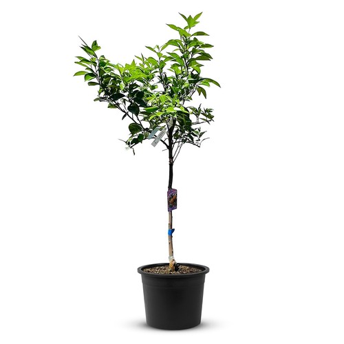 Zitrusbaum orangenbaum 160 - -,